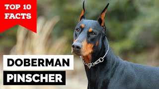 Doberman Pinscher  Top 10 Facts [upl. by Aronael]