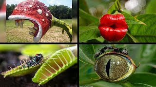 Top 10 Amazing Bizarre Plants in the world  wow [upl. by Aranat]