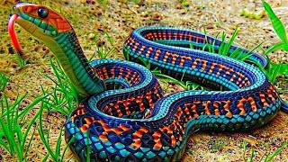 Top 10 Deadliest Snakes In The World [upl. by Anihpled]