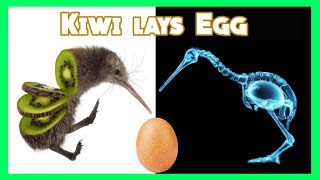 Kiwi laying an egg The Daily Egg 252 [upl. by Quarta377]