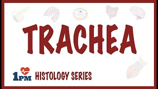 Trachea Histology [upl. by Dewayne715]