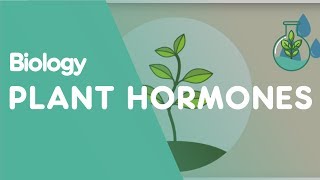 Plant Hormones Tropisms  Plants  Biology  FuseSchool [upl. by Eunice]