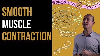 1 Minute Recap  Smooth Muscle Contraction [upl. by Ahsirkal840]