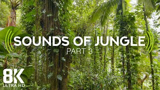 Incredible Jungle Sounds 8K  Exotic Birds Singing in Tropical Rainforest 8 HOURS  Part 3 [upl. by Krenn]