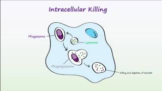 Phagocytosis [upl. by Anij]