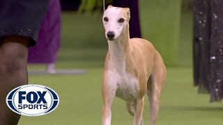 Bourbon the whippet wins Best Hound at 2020 Westminster Dog Show  FOX SPORTS [upl. by Ulyram]