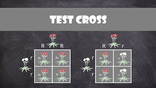 Test Crosses  Genetics [upl. by Kos]