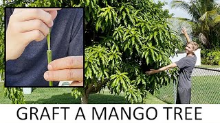 How to Graft a Mango Tree [upl. by Faucher]