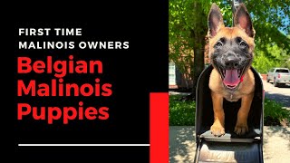 Belgian Malinois Puppy Training [upl. by Rhyner778]