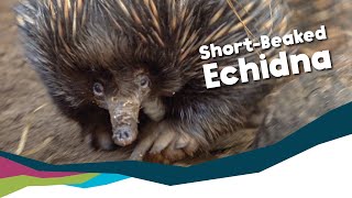 Keeper Talk  ShortBeaked Echidna [upl. by Wack53]