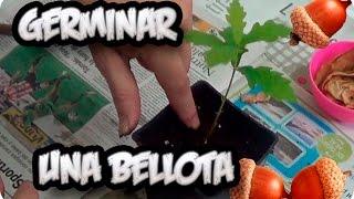 Como Germinar Una Bellota No Falla  La Huertina De Toni [upl. by Esilegna730]