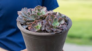 How to Split and Replant a Succulent [upl. by Attevaj]