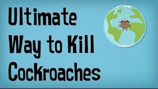 How to Kill Roaches in your House or Apartment  Best way to Kill Cockroaches  Pest Control [upl. by Vizza]