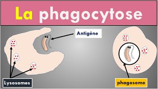 2 min pour comprendre La Phagocytose [upl. by Keyser]