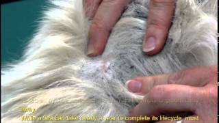 Facts about Fleas [upl. by Laenej]