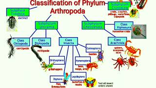 Classification of Phylum Arthropoda [upl. by Cecil]