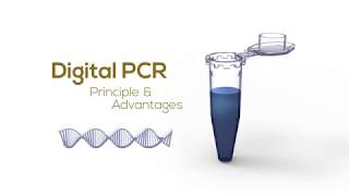 Digital PCR Principle amp Advantages [upl. by Pinsky]