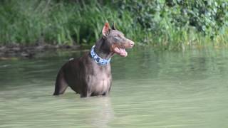 Doberman barking [upl. by Elisabeth]