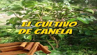 El Cultivo de la Canela [upl. by Breh]