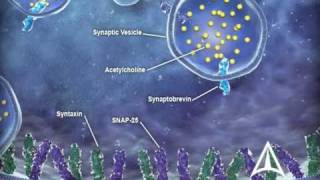 US WorldMeds  Mechanism of Action [upl. by Nosnor422]