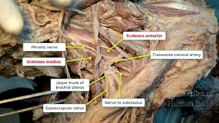 Posterior triangle of neck [upl. by Rattan]