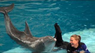 Dolphin Show at the National Aquarium [upl. by Sartin433]