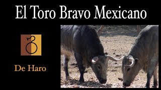 El Toro bravo mexicano De Haro [upl. by Morganica416]