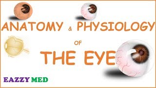 Normal Eye Anatomy Step 1 Review [upl. by Oiludbo]