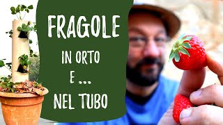 Coltivare FRAGOLE in un TUBO e nellORTO [upl. by Benedicta]