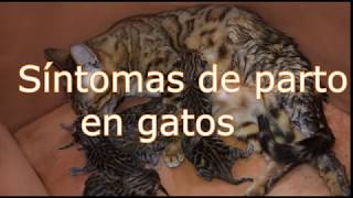 síntomas de parto en gatos 🙀 [upl. by Atsirak]