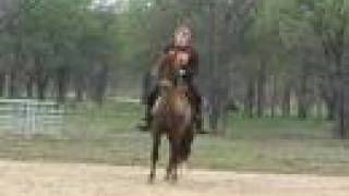 Gaited Peruvian Paso Dressage Horse Demonstration [upl. by Pool]