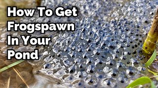 How to Encourage Frogspawn in Your Pond [upl. by Jac]