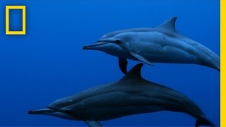 Spinner Dolphins  Untamed Americas [upl. by Frederich299]