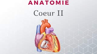 Anatomie du Coeur  Configuration Interne [upl. by Eanod]