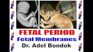 Fetal Period and Fetal Membranes Dr Adel Bondok [upl. by Dulsea]