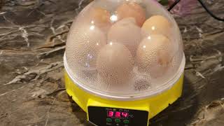 Mini intelligent 7 egg incubator [upl. by Zailer763]