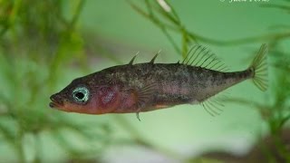 3 spined stickleback Gasterosteus aculeatus Underwater UK [upl. by Ettezyl]