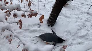 Penguins playing in snow at Pittsburgh Zoo [upl. by Aleuqahs]