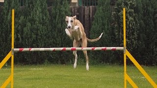 245 Agility with whippets [upl. by Rodama]