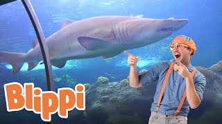 Blippi Visits an Aquarium The Florida Aquarium  1 HOUR OF BLIPPI  Educational Videos For Kids [upl. by Lola]