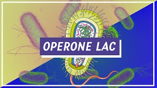 Operone Lac  Pillole di Scienza [upl. by Ingmar421]