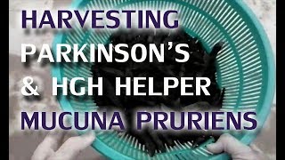 Harvesting Parkinsons amp HGH Helper Mucuna Pruriens [upl. by Einiffit983]