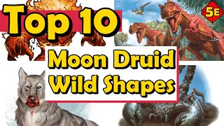 Top 10 Best Moon Druid Wild Shapes in DnD 5E [upl. by Nahem]