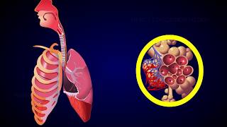 REGULATION OF RESPIRATION [upl. by Llewen]