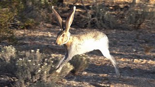 Jackrabbit Running In Slow Motion [upl. by Airetnuhs]