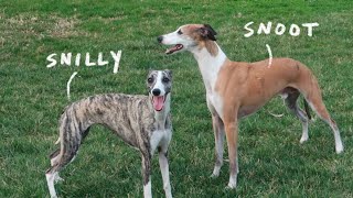 Daily Life of Whippets [upl. by Shelly]