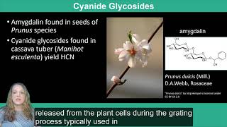 Plant Secondary Metabolism Terpenoids Lectins and Glycosides [upl. by Blanc595]