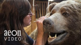 Inside the World Taxidermy Championships  Taxidermists [upl. by Torbert]