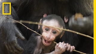 Get to Know These Cute Baby Monkeys  National Geographic [upl. by Ash]