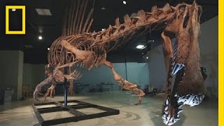 Bigger Than T rex Spinosaurus  National Geographic [upl. by Eetnahs893]